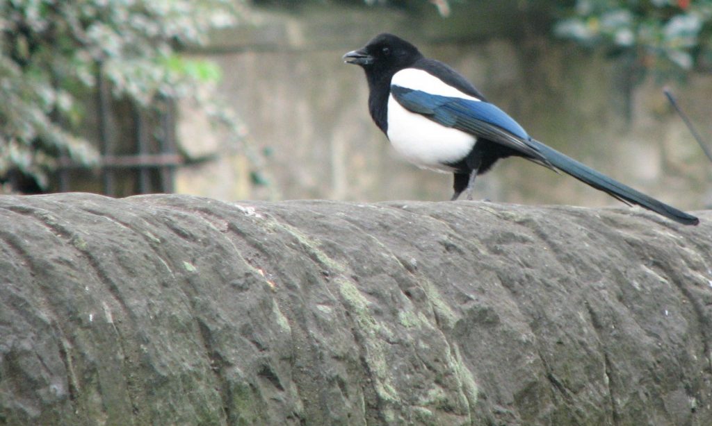 European magpie on a stone wall